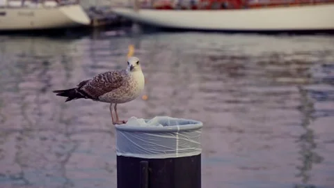 A seagull sits on a garbage can. Vídeos de archivo 231881419