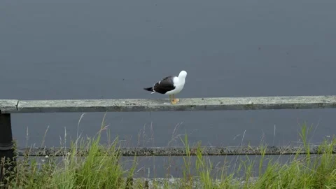 A seagull sits by the lake in the rain Stock Footage 148430937