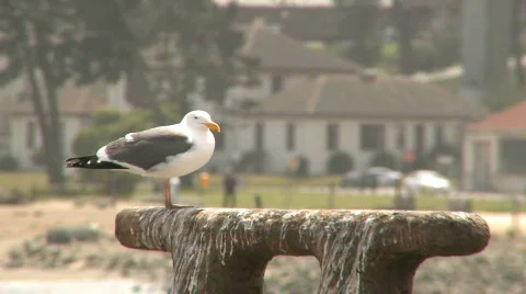 Seagull sits on pier (2 of 2) Video stock 380958