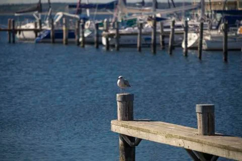 A seagull sits on a pillar in the harbor Foto stock