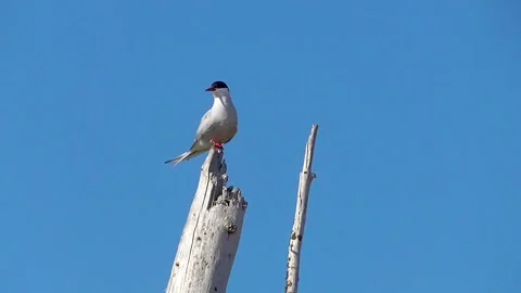 The seagull sits on a pole. Stock Footage 194033493