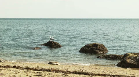 Seagull sits on rock as another flies in Stock Footage 49934392