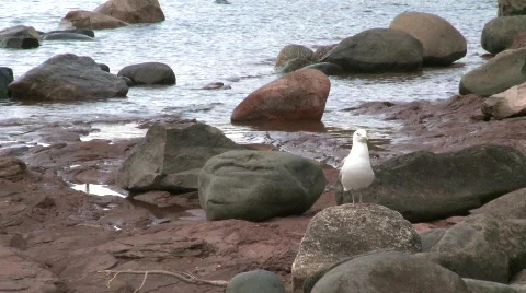 Seagull Sits on Rock Stock Footage 682972
