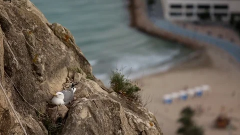 A seagull sits on a rock Stock Footage 75217016