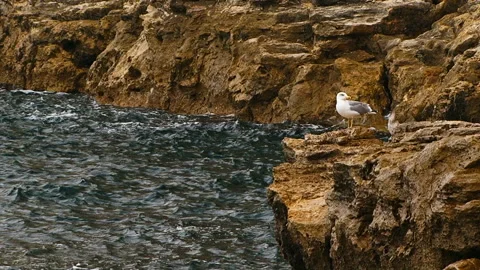 The seagull sits on a rock by the sea. Stock Footage 140222153