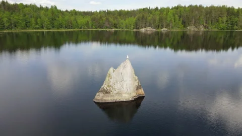 A seagull sits on a stone in a lake 스톡 동영상 155493552