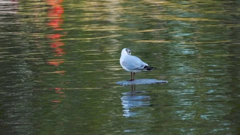 Seagull Sits On A Stone In A Lake With Reflection Of Green Forest Slow Mo Stock Footage 309399517