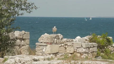Seagull sits on a stone wall and watching the rigatoj at sea 動画素材 68138995