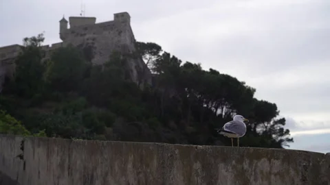 A seagull sits on a stone wall of the old town. Vidéo 329461639
