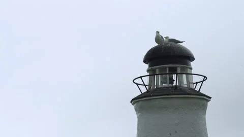 A seagull sits on top of a lighthouse Stock Footage 131534090
