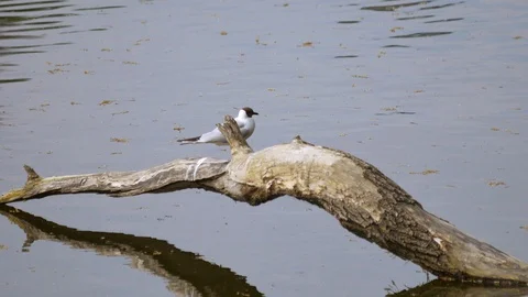 A seagull sits on a tree peering out of the water and looks around. Stock Footage 129747378