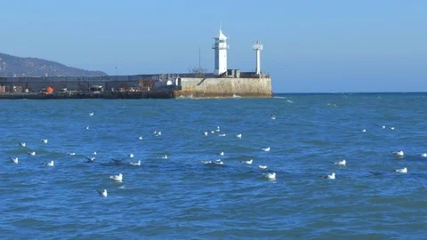 The seagull sits on the water Stock Footage 83601165