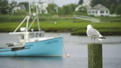 A seagull sits on a wooden post while a boat drifts by Stock Footage 131534238