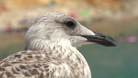 Seagull sitting and looking at the view by the sea in Benidorm city in Spain Stock Footage 314657611