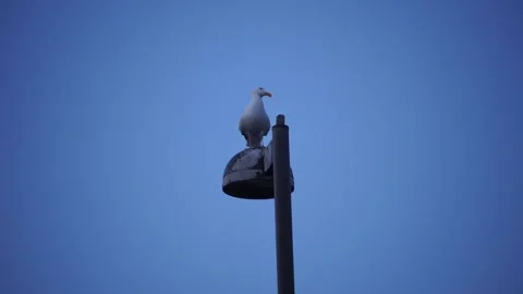 Seagull sitting atop lamp post at night Stockbeeldmateriaal 236812119