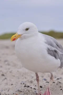 A seagull is sitting at the beach as a close up Foto stock