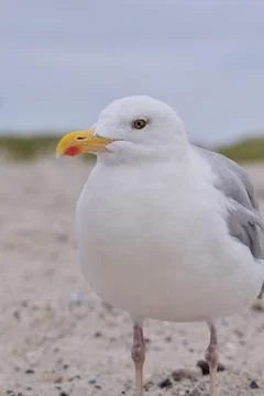 A seagull is sitting at the beach as a close up Stock Photos