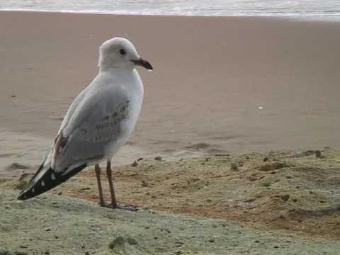 Seagull sitting on beach Stock Footage 93338576