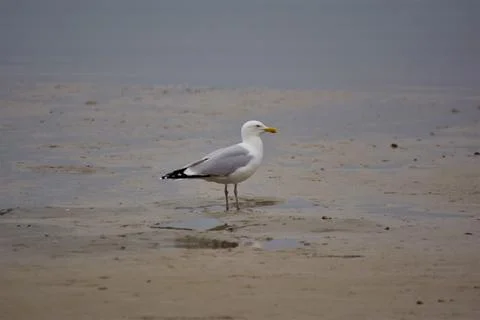 A seagull is sitting at the beach Stock Photos