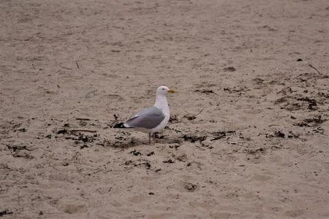 A seagull is sitting at the beach Stock Photos