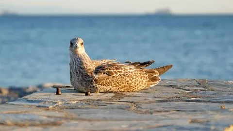 A seagull is sitting on the beach Stock Photos