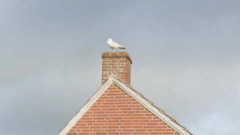 A seagull sitting on the chimney of an old house in the Historic Fishing harbour Stock Footage 243438073