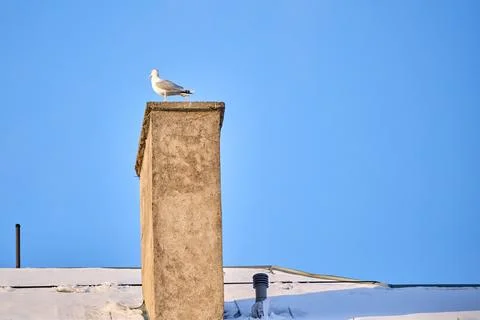 Seagull sitting on a chimney Stock Photos