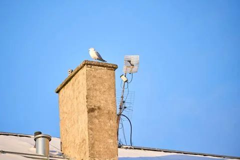 Seagull sitting on a chimney Stock Photos