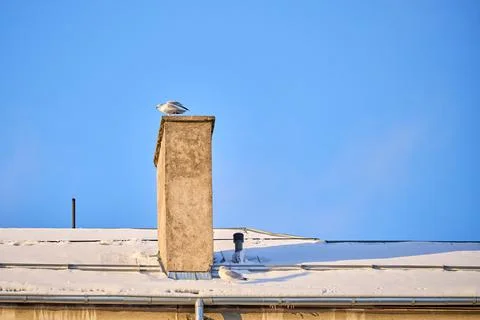 Seagull sitting on a chimney Stock Photos