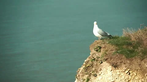 Seagull sitting on a cliff and taking off Stock Footage 10843929
