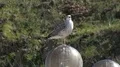 Seagull sitting close up on a lamp 4k or 4k+ Resolution