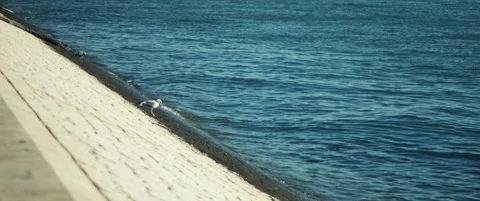 Seagull sitting close to the ocean Stock Footage 151390945