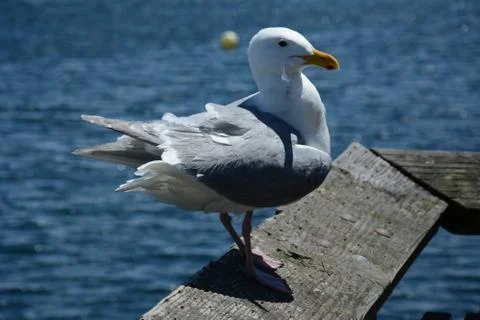 Seagull Sitting on the Dock Foto stock