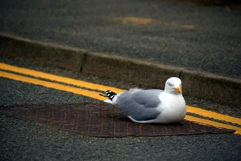 Seagull Sitting on Double Lines Foto stock