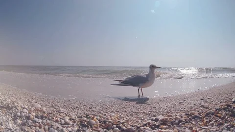 Seagull sitting down on sandy beach near place where waves breaking Video stock 118934173