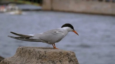 Seagull sitting on the Fontanka River Stock Footage 65371473