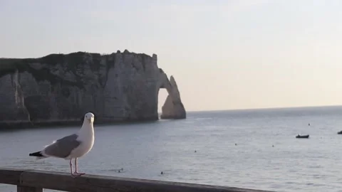 A seagull sitting in front of the cliffs of étretat in normandy Stock Footage 166738026
