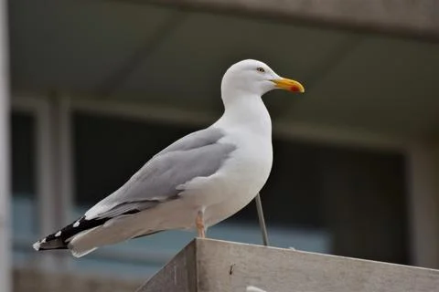 A seagull sitting in front of a window Stock Photos