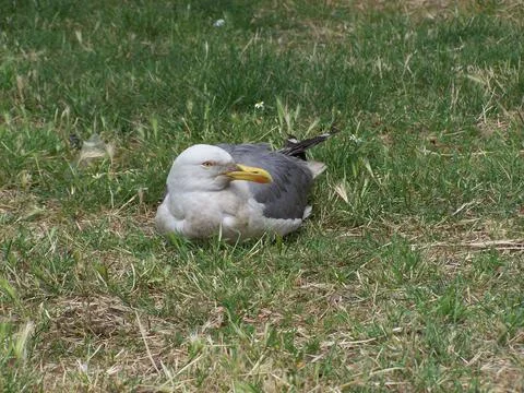 Seagull sitting on grass Stock Photos