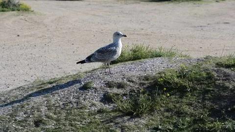 Seagull sitting on the ground looking around. Stock Footage 220607470