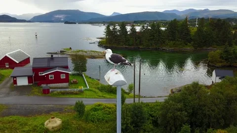 Seagull sitting on a lamp post Stock Footage 148586180