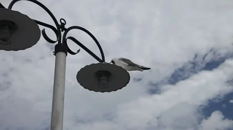 Seagull sitting on a light pole. Stockbeeldmateriaal 66245436