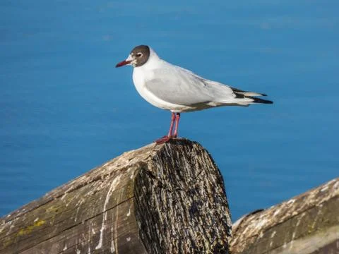Seagull sitting on log on river Stock Photos