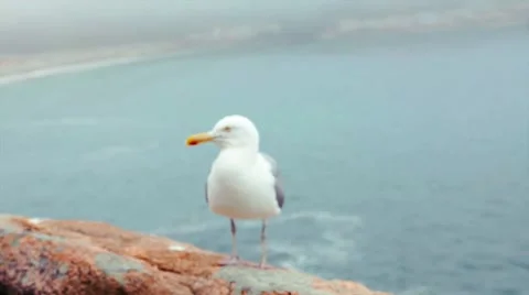 SEAGULL SITTING ON MOUNTAIN OVER OCEAN Stock Footage 56356364