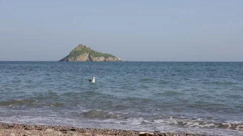 Seagull sitting in the ocean Stock Footage 74603869