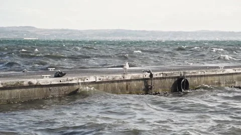 Seagull sitting on pier during storm. Stock Footage 142741619