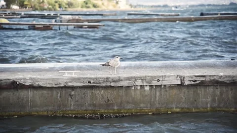 Seagull sitting on pier during storm. Stock Footage 142741736