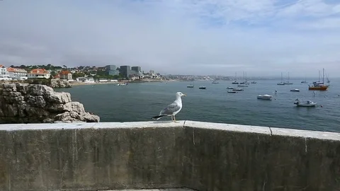 Seagull sitting on pier parapet wall, flying away over harbor to opposite cliff 動画素材 76625460