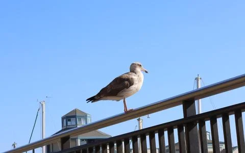 A seagull sitting on a pier Stock Photos