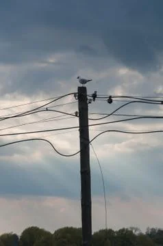 A seagull sitting at a pole Stock Photos